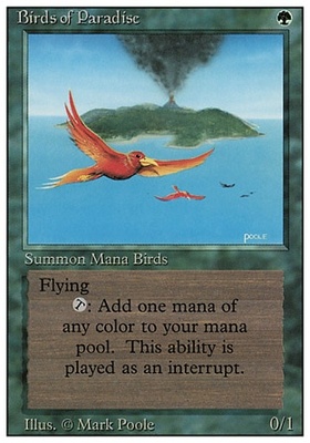 Birds of Paradise