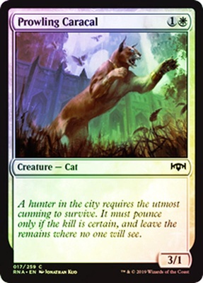 Prowling Caracal