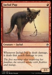 Jackal Pup