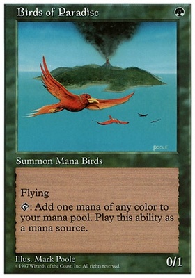 Birds of Paradise