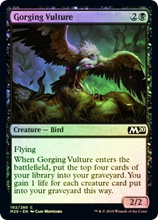 Gorging Vulture