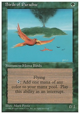 Birds of Paradise